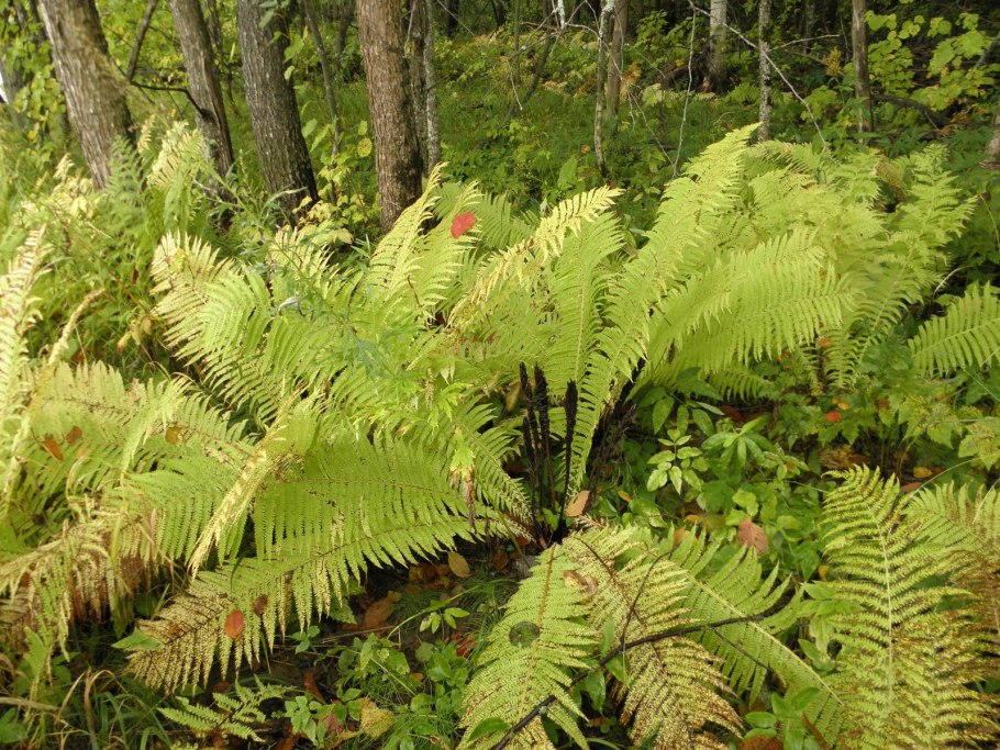 Папоротниковая красная Поляна