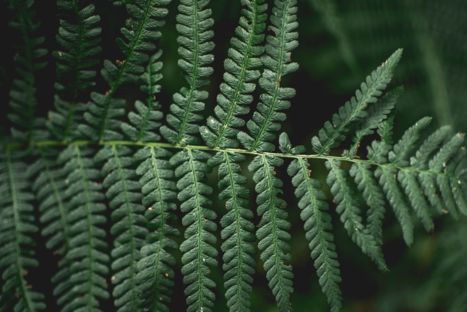 Папоротник нефролепис строение