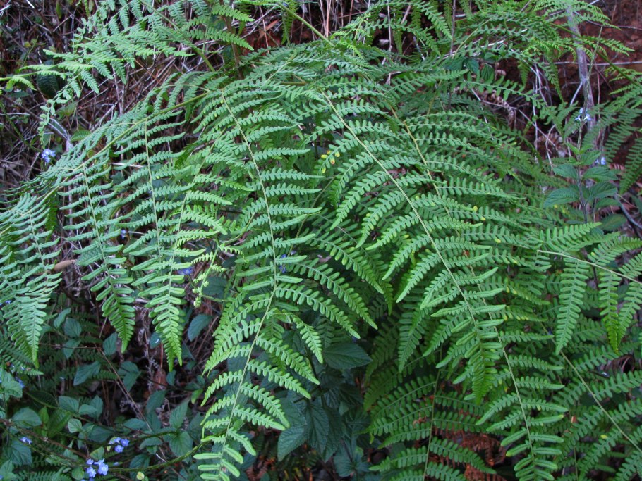 Dryopteris barbigera