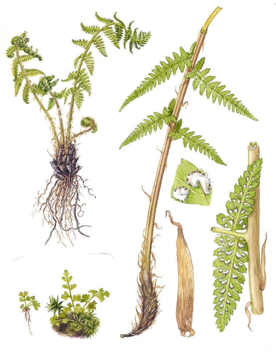 Щитовник гребенчатый - dryopteris cristata