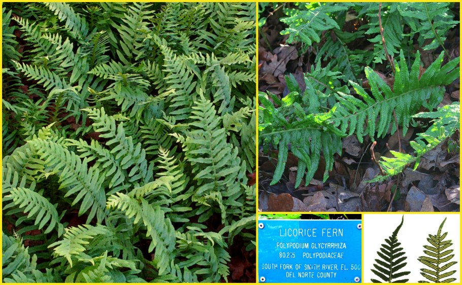 Страусник папоротник struthiopteris