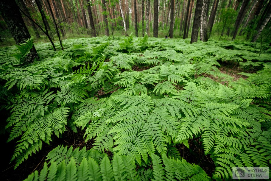 Щитовник распростёртый