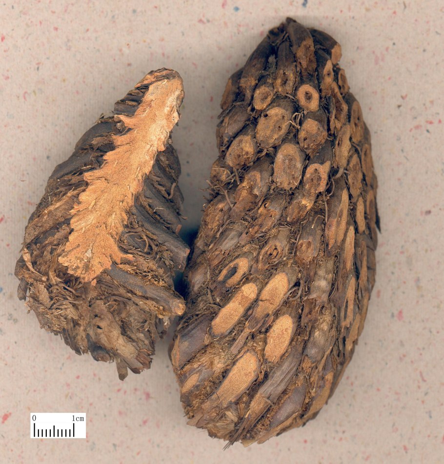 Папоротник Щитовник кочедыжник орляк