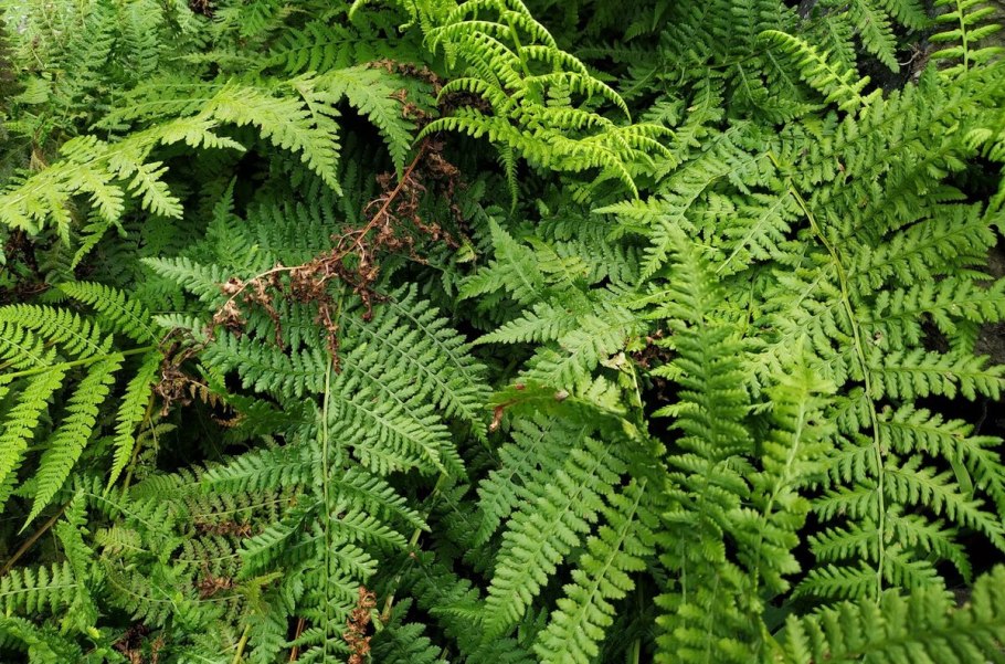 Буковник обыкновенный