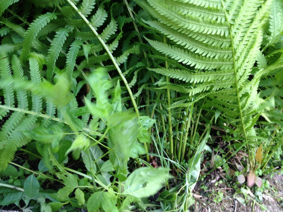 Fork Leaf папоротник