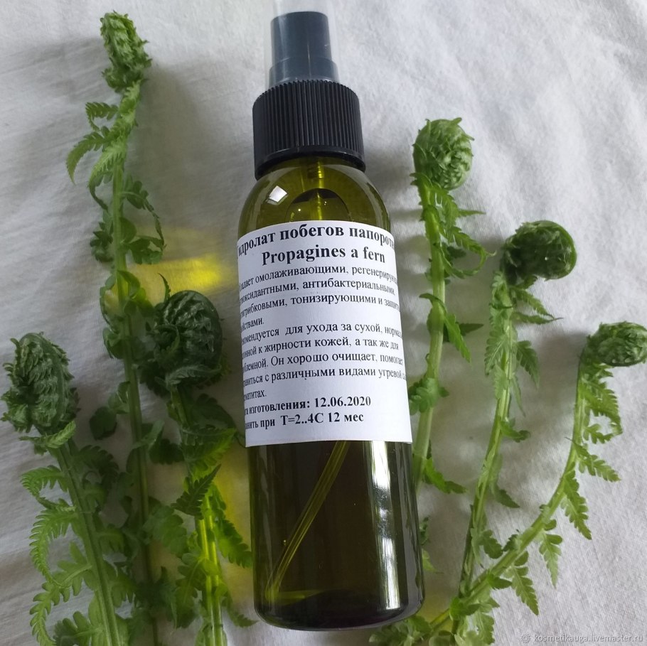 Щитовник мужской dryopteris filix-mas