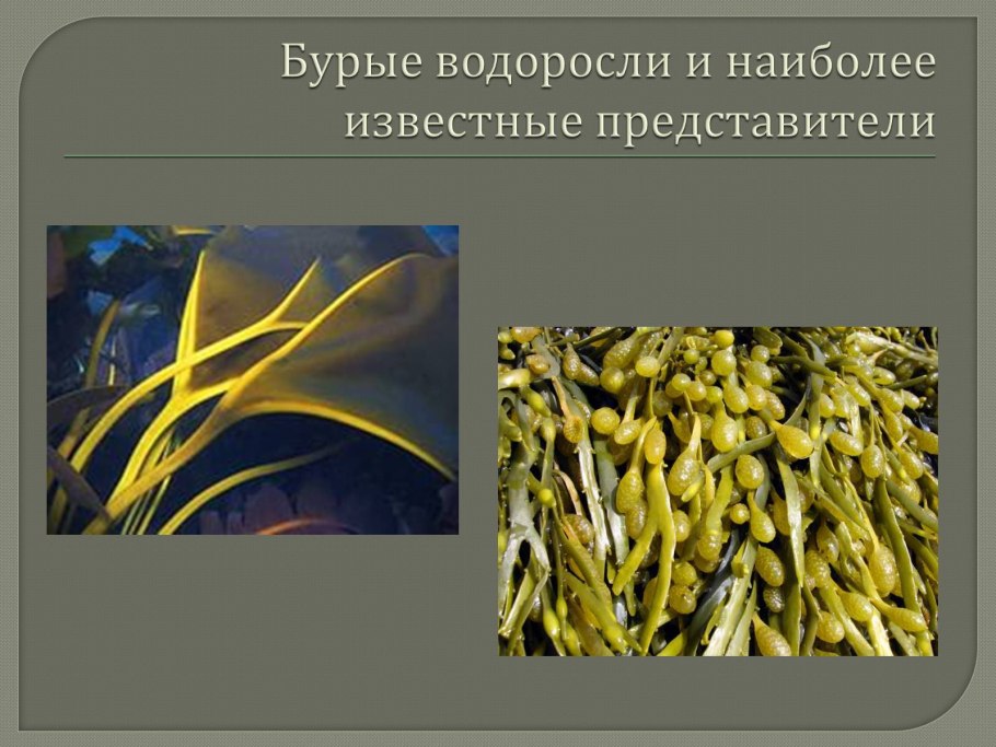 Представители бурых водорослей 5 класс