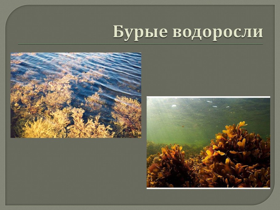 Бурые водорослирпредставители