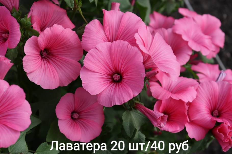 Петуния и лаватера