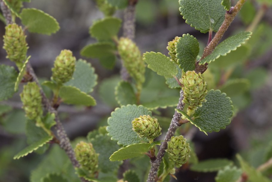 Береза тощая (Betula Exilis Sukacz.)