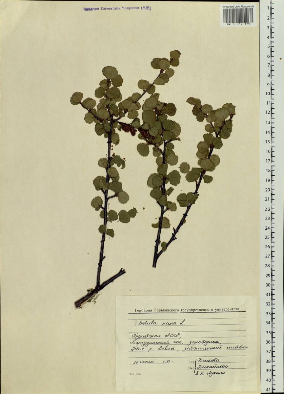 Береза карликовая Betula Nana