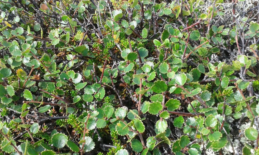Береза карликовая Betula Nana