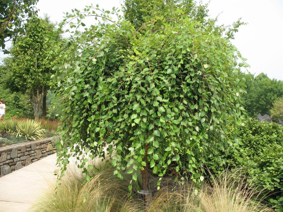 Береза Betula Nana Golden Treasure