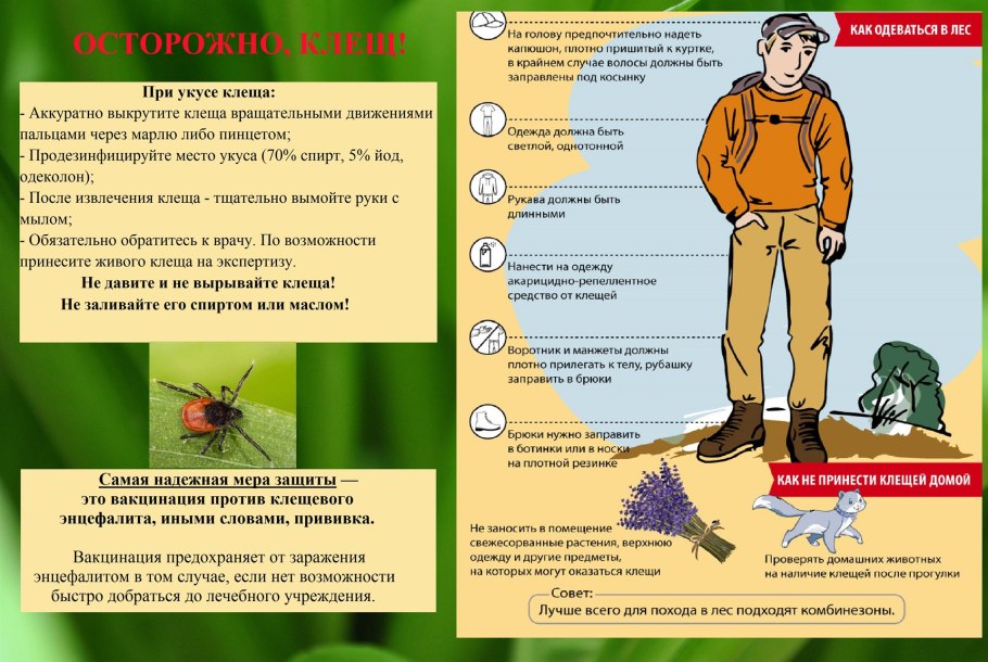 Памятка про клещей Роспотребнадзор