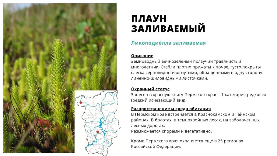 Плаун булавовидный среда обитания