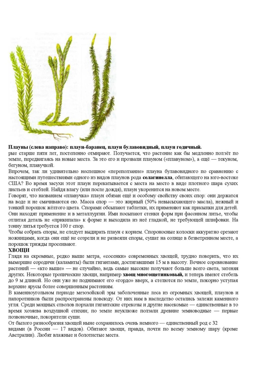 Huperzia selago