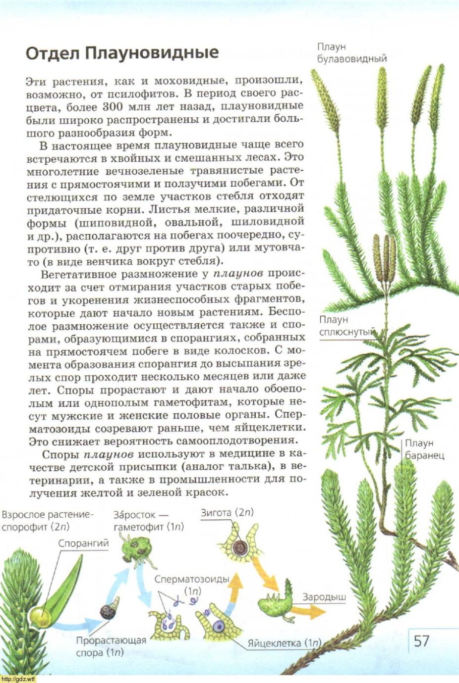 Вегетативное размножение плауна