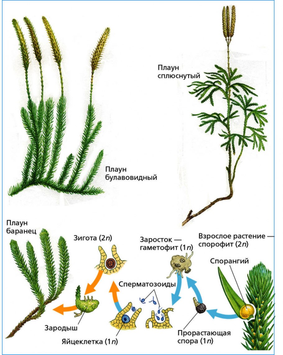 Баранец китайский / гуперция китайская Huperzia chinensis