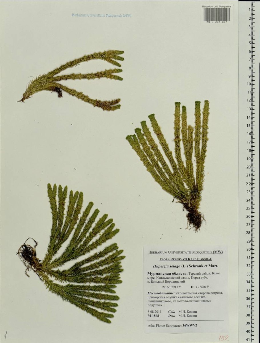 Баранец обыкновенный (Huperzia selago)
