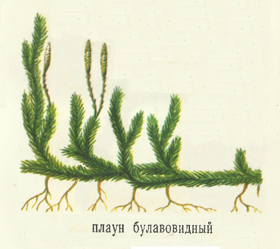 Баранец обыкновенный (Huperzia selago)