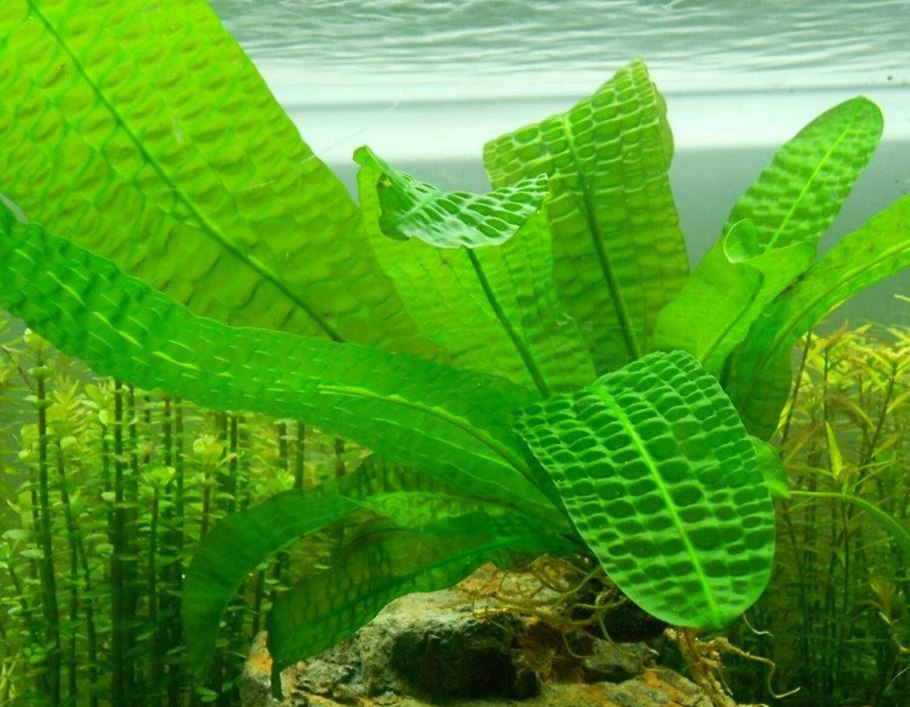 Апоногетон лонгиплюмулозус Aponogeton longiplumulosus