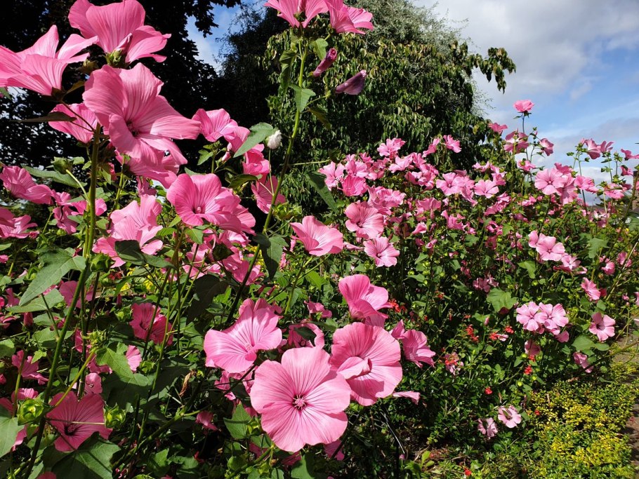 Лаватера Садовая роза