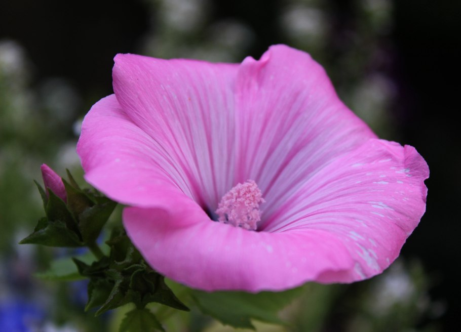 Цветок лаватера однолетник