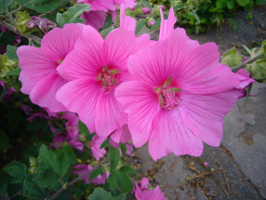 Лаватера хатьма