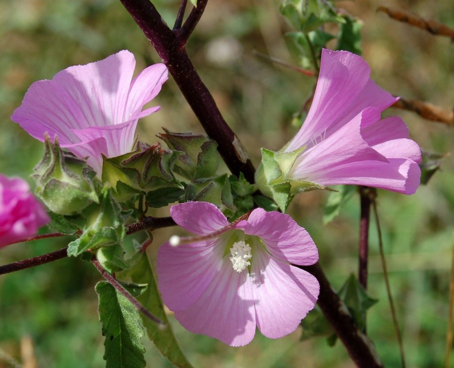 Лаватера хатьма