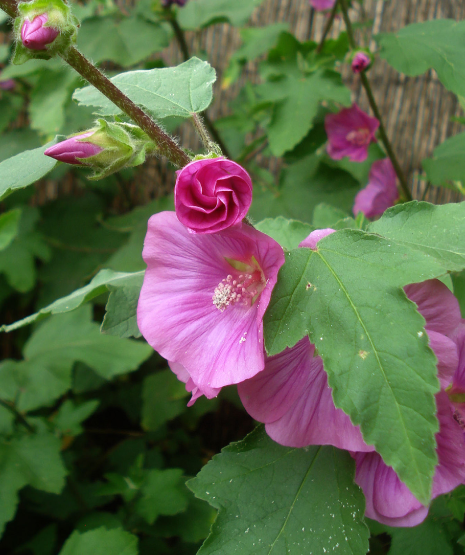 Собачья роза однолетник