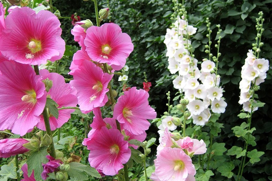 Лаватера тюрингенская