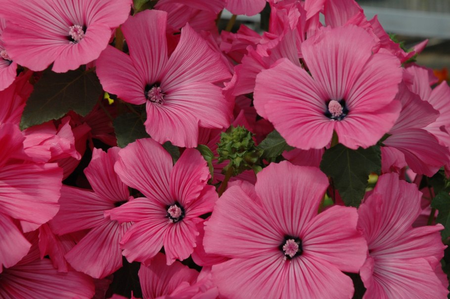 Мальва лаватера