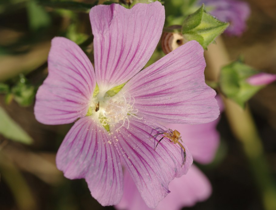 Лаватера однолетник