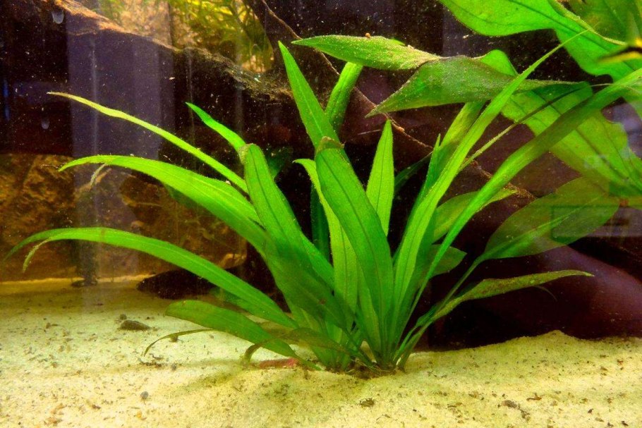 Cryptocoryne парва