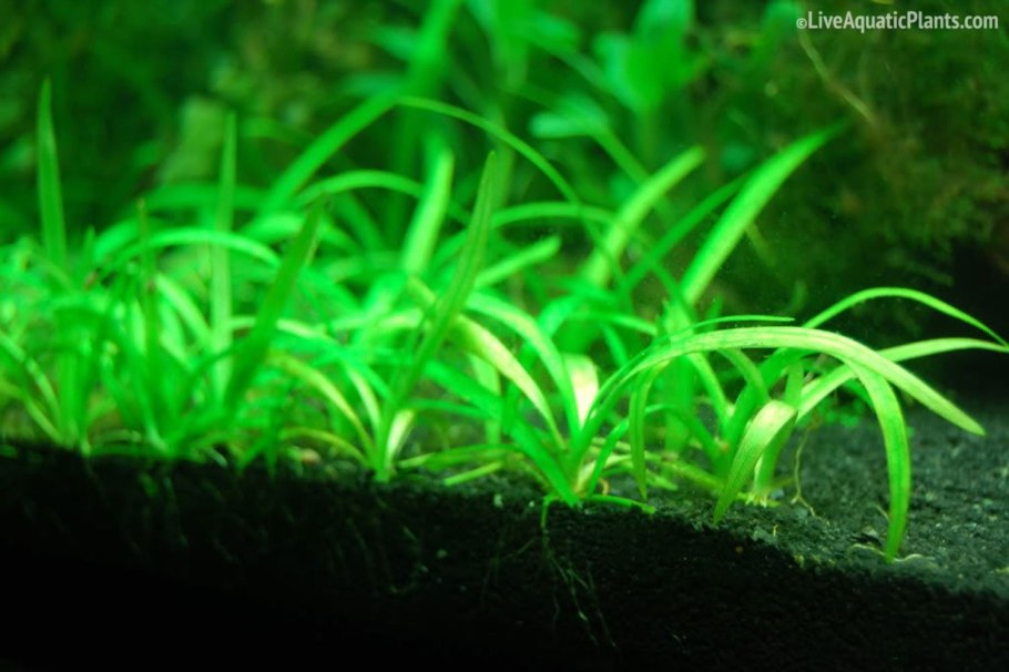 Сагиттария субулата Sagittaria subulata