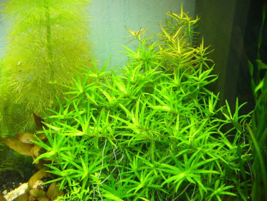 Элеохарис парвула (Eleocharis parvula)