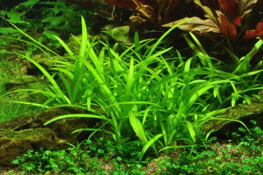 Cryptocoryne nevillii