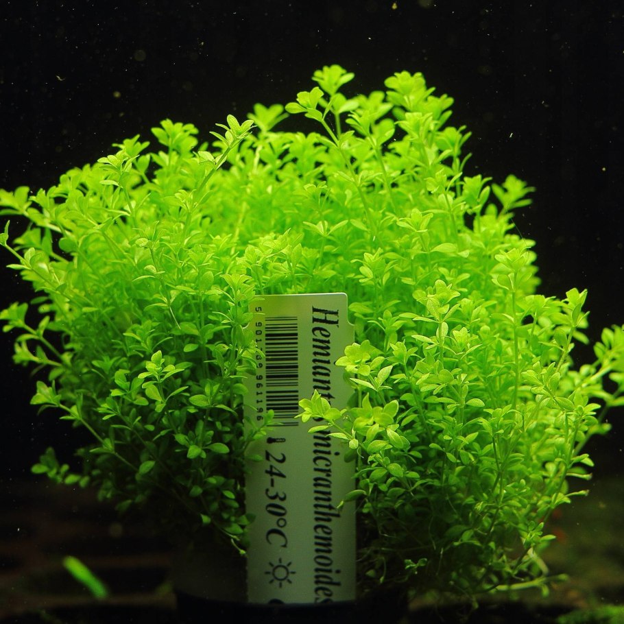 Хемиантус микрантемоидес Hemianthus