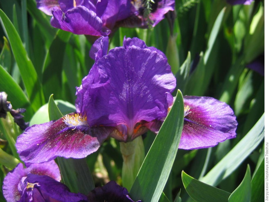 Iris × hybrida ‘Apricot Glow’