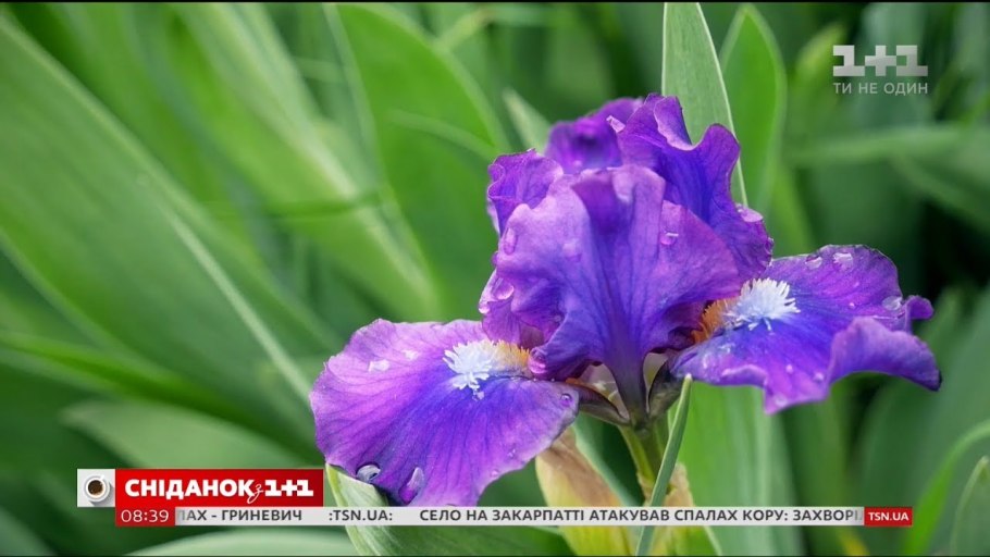 Ирис pumila