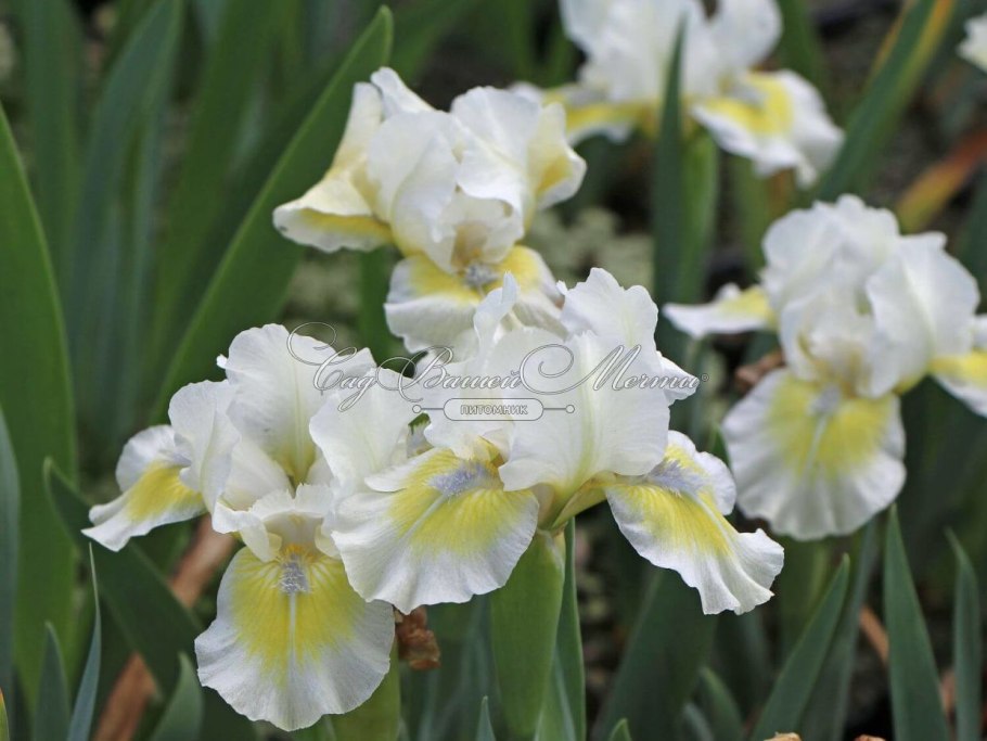Ирис Iris pumila Michael Paul