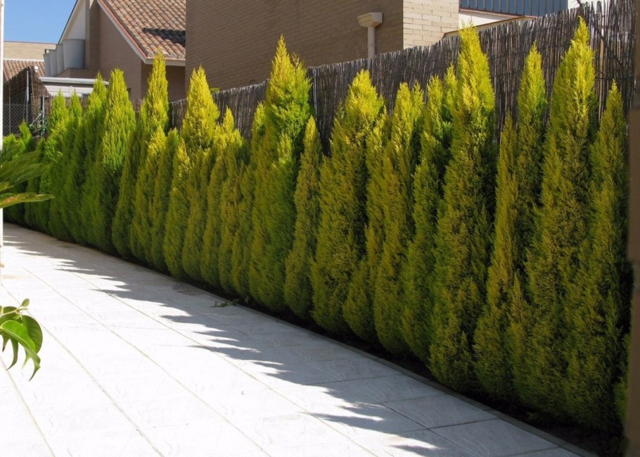 Cupressus macrocarpa Goldcrest Topiary