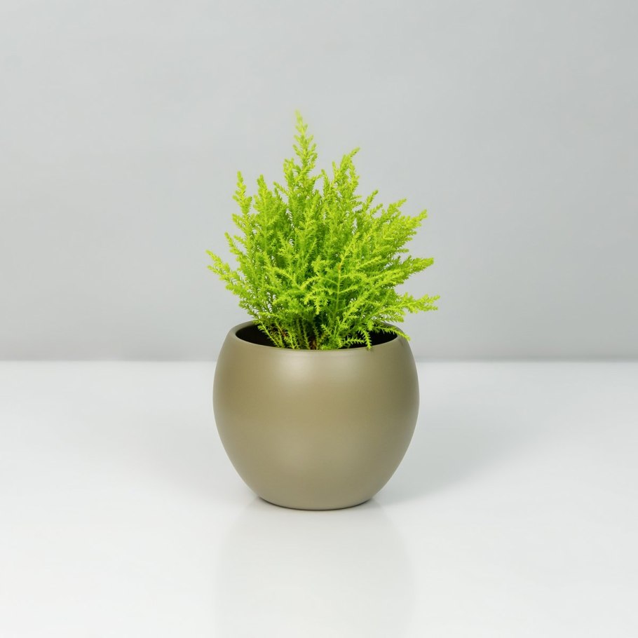 Кипарис Cupressus macrocarpa