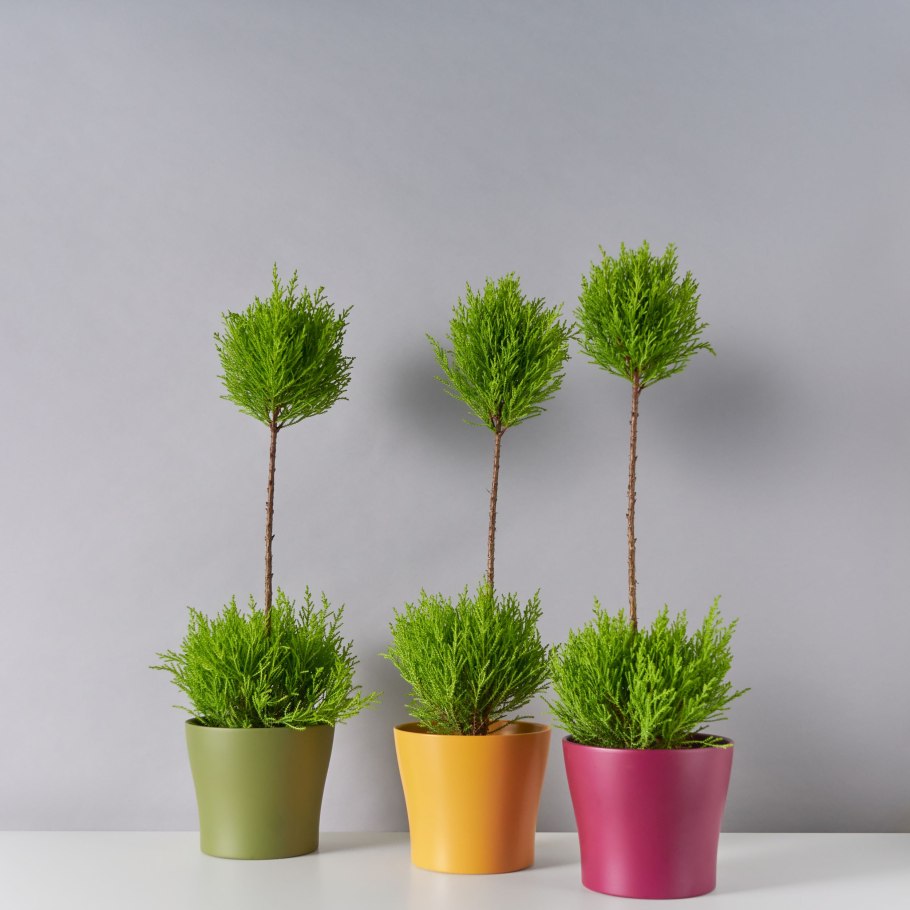 Cupressus macrocarpa Goldcrest