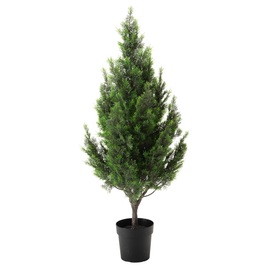 Кипарис macrocarpa