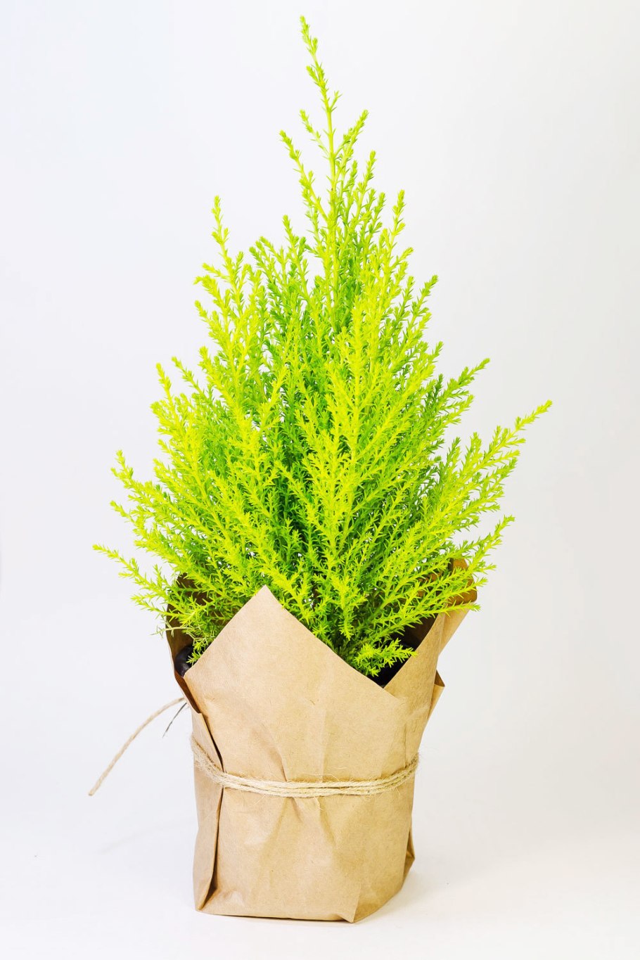 Cupressus Goldcrest Wilma