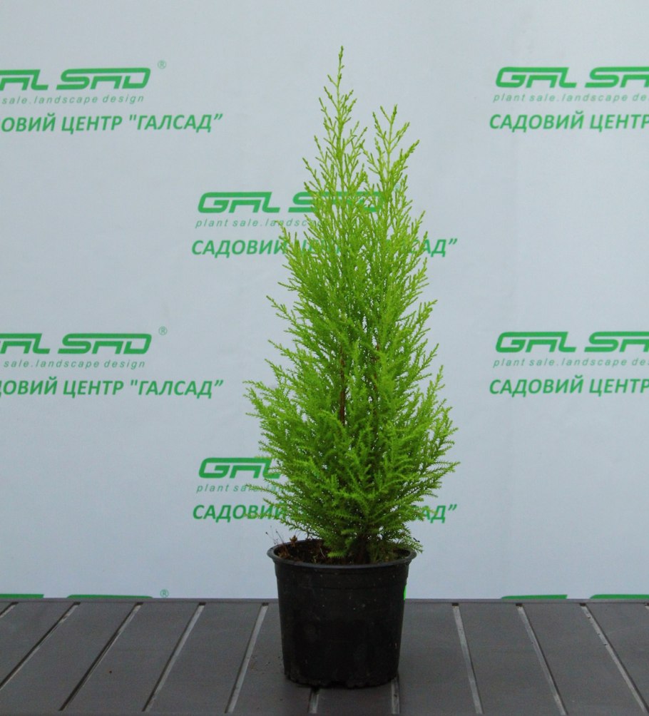 Кипарис *macrocarpa Goldcrest