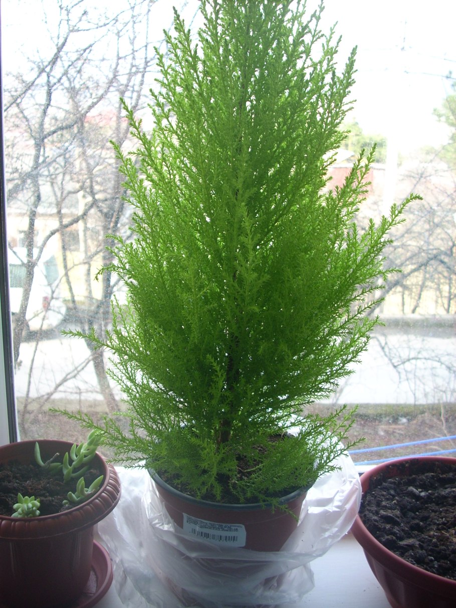 Кипарисовик Купрессус