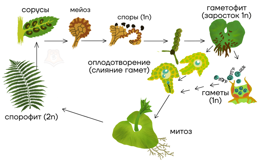 Спорофит и гаметофит папоротника