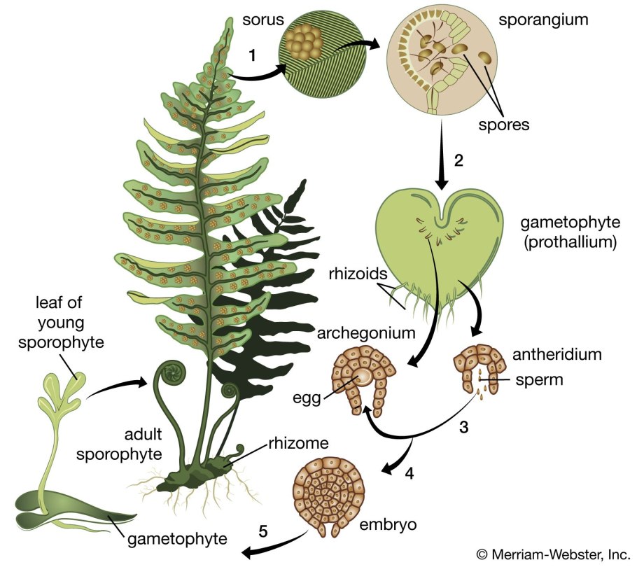Fern Life Cycle